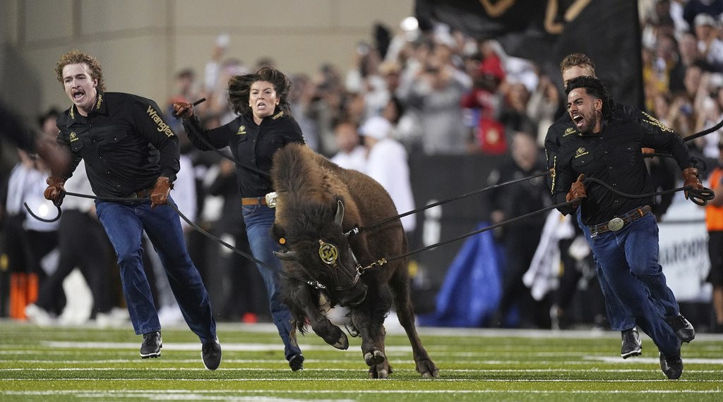 Ralphie VII, Colorado's new mascot, is guided by handlers during the animal's ceremonial run before the second half of an NCAA college football game against Wyoming Saturday, Sept. 20, 2025, in Boulder, Colo. (AP Photo/David Zalubowski)