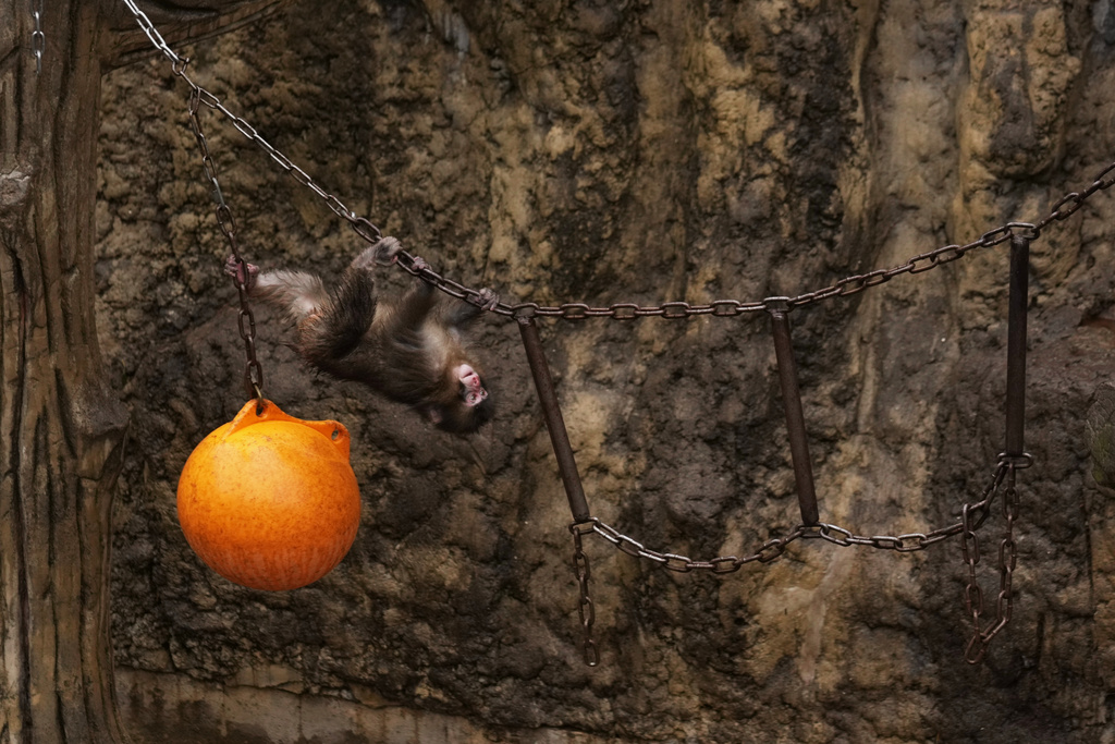 Punch, a Japanese macaque born on July 26, 2025, plays in the monkeys' playground at the Ichikawa city zoo in Tokyo's eastward neighboring city, Tuesday, March 3, 2026. (AP Photo/Hiro Komae)