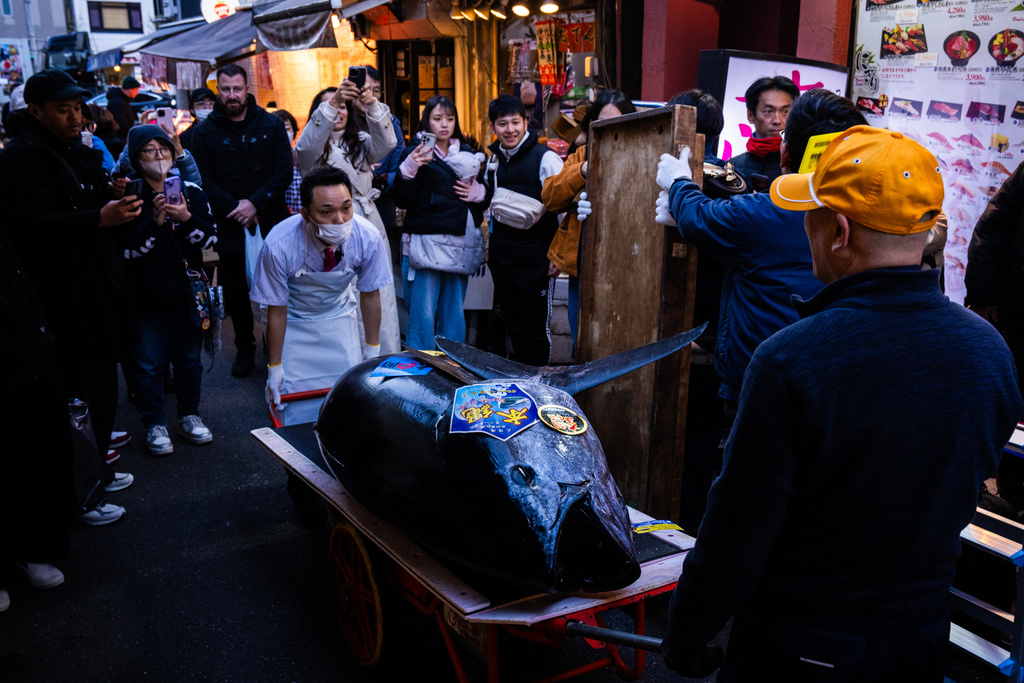 A bluefin tuna that won the highest bid at the annual New Year auction is carried to a Sushi Zanmai restaurant in Tokyo, Monday, Jan. 5, 2026. (AP Photo/Louise Delmotte)