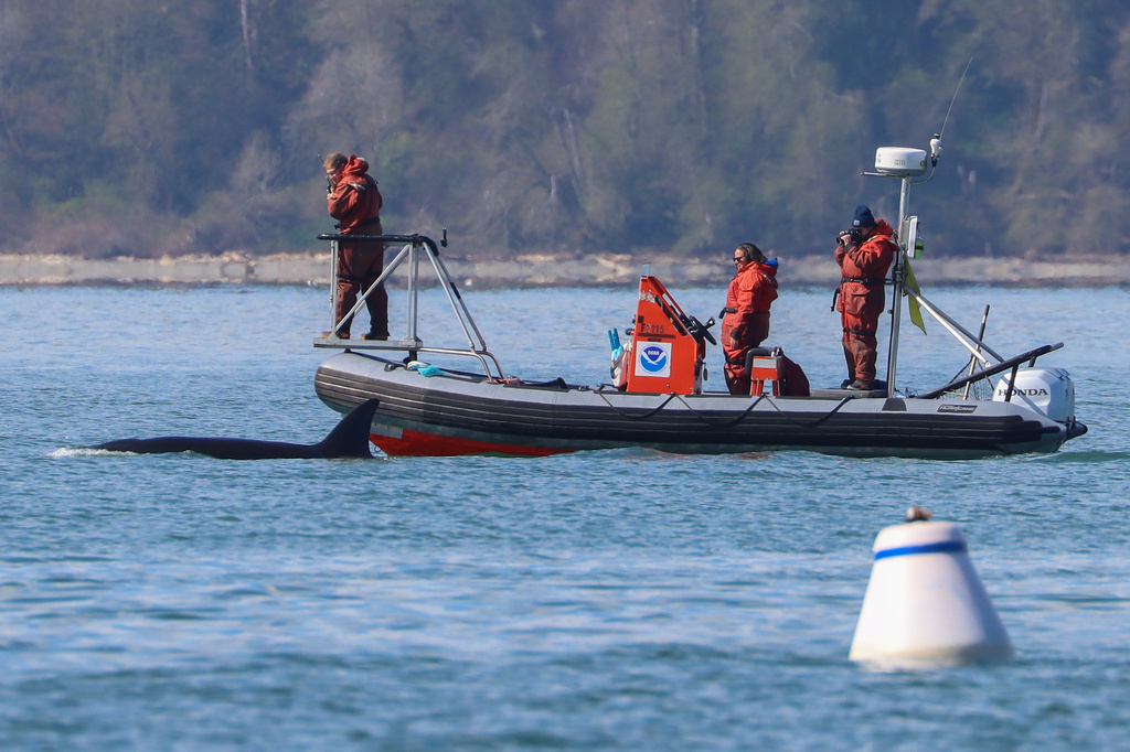 In this photo provided by Hongming Zheng, a killer whale, part of a pod of orcas that had not been seen in the Seattle region before, is followed by a crew from the National Oceanic and Atmospheric Administration near Burien, Wash., on March 26, 2026. (Hongming Zheng via AP)
