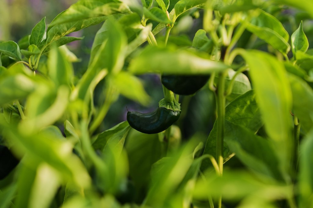 A poblano pepper grows inside a greenhouse Wednesday, July 1, 2026, at a farm in Brooksville, Ky. (AP Photo/Joshua A. Bickel)