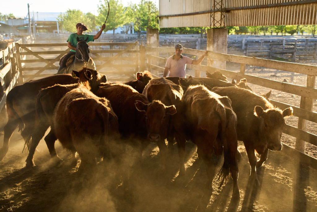 Handlers load beef cattle onto a truck to be transported to a meat packing plant in Brandsen, Argentina, Monday, Oct. 20, 2025. (AP Photo/Rodrigo Abd)