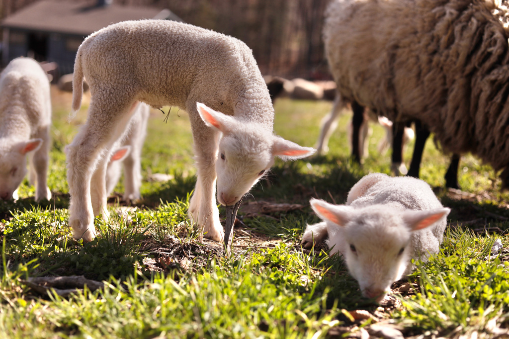 A ewe and her lambs graze at Clover and Bee Farm, Thursday, April 23, 2026, in Underhill, Vt. (AP Photo/Amanda Swinhart)