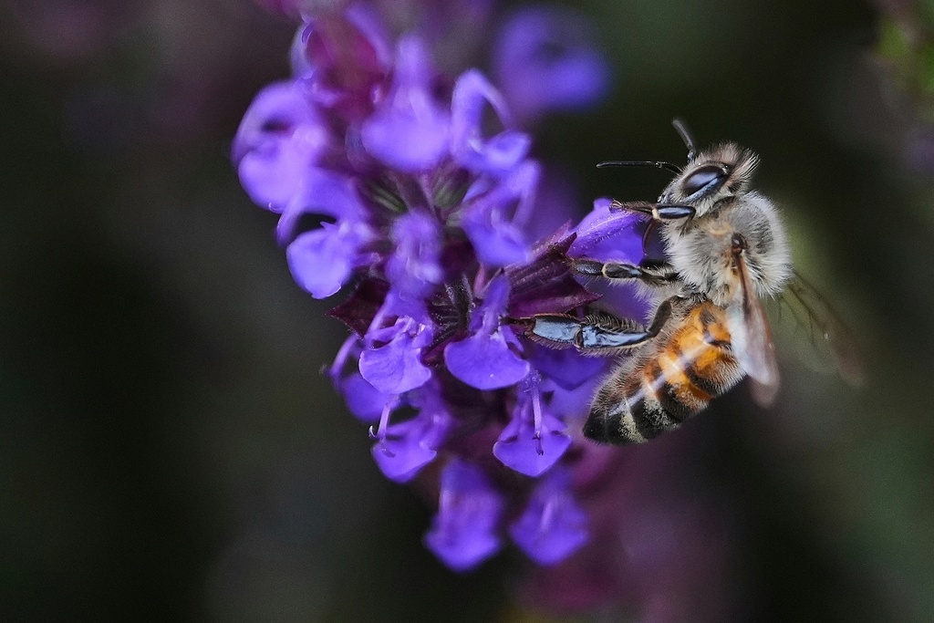 A bee collects pollen from a blue salvia, part of the blue, green, and white flower color scheme at the All England Lawn Tennis and Croquet Club, ahead of the Wimbledon Championships in London, June 25, 2025. (AP Photo/Kirsty Wigglesworth, File)