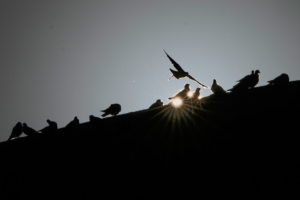 Pigeons perch on the roof of the Dome City Center, known locally as "The Egg," at sunrise in downtown Beirut, Lebanon, Wednesday, Oct. 29, 2025. (AP Photo/Hassan Ammar)
