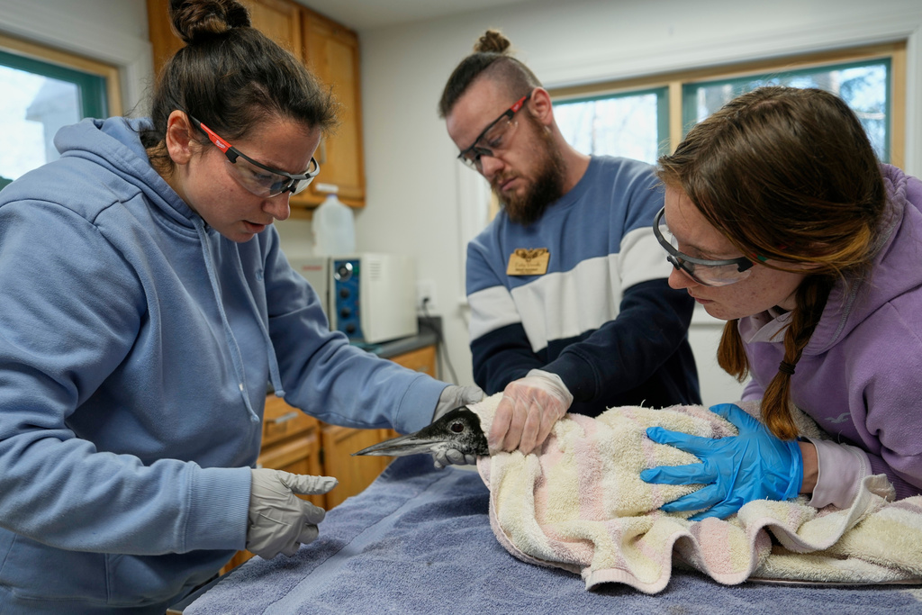 Athena Furr, left, a rehabilitation technician, examines a rescued loon with assistance from Toby Verville, center, and Katie Daggett at Avian Haven, a bird rehabilitation clinic, Tuesday, Dec. 9, 2025, in Freedom, Maine. (AP Photo/Robert F. Bukaty)