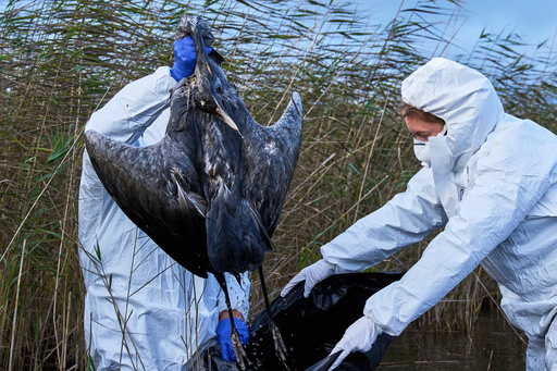 Environmental workers collect the bodies of the birds have died from bird flu in a lake in Linum, Brandenburg, Germany, Monday, Oct. 27, 2025. (AP Photo/Ebrahim Noroozi) Environmental workers collect the bodies of the birds have died from bird flu in a lake in Linum, Brandenburg, Germany, Monday, Oct. 27, 2025. (AP Photo/Ebrahim Noroozi)