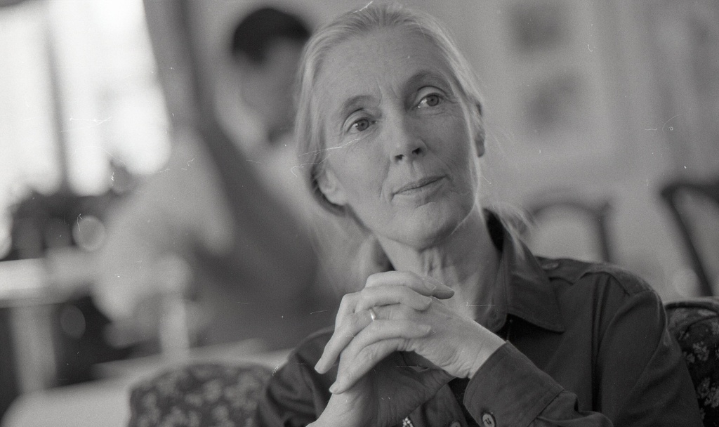 Jane Goodall, author of "Through A Window," is pictured at the Four Seasons Clift Hotel in San Francisco on Oct. 11, 1990. (Tom Levy/San Francisco Chronicle via AP)