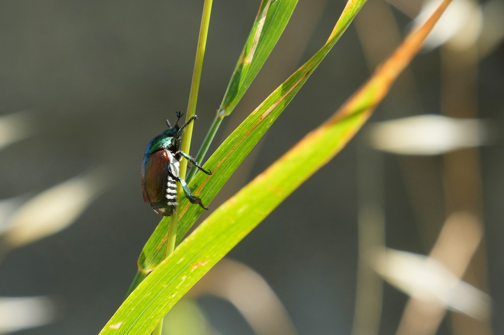 A Japanese beetle (Popillia japonica) sits on a leaf in Pont-Saint-Martin, in Italy’s Valle d’Aosta region, Thursday, July 9, 2026. (AP Photo/Antonio Calanni)