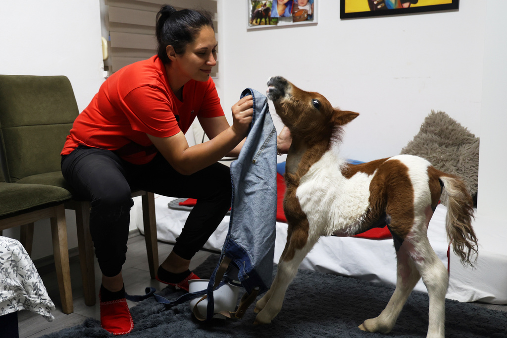 Owner Andjelka Josipovic wipes the snout of a pony named Mile after feeding him milk inside her apartment in Rovinj, Croatia, on June 13, 2026. (AP Photo)