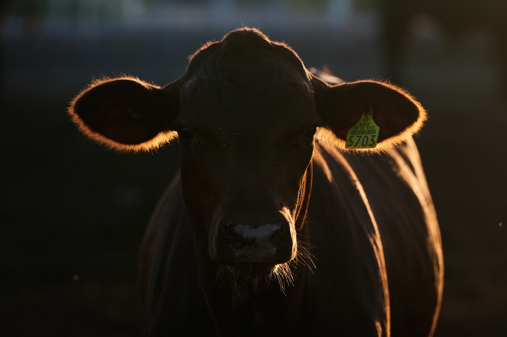 A calf stands in a pen for inspection for export to the United States at a regional cattle ranchers association in Hermosillo, Mexico, Tuesday, Aug. 18, 2026, ahead of the reopening of the U.S. border to Mexican cattle imports. (AP Photo/Fernando Llano)