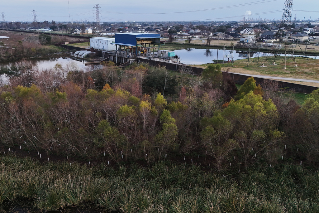 White plastic sleeves protect newly-planted bald cypress trees in a wetland area Thursday, Jan. 22, 2026, in Chalmette, La. (AP Photo/Joshua A. Bickel)