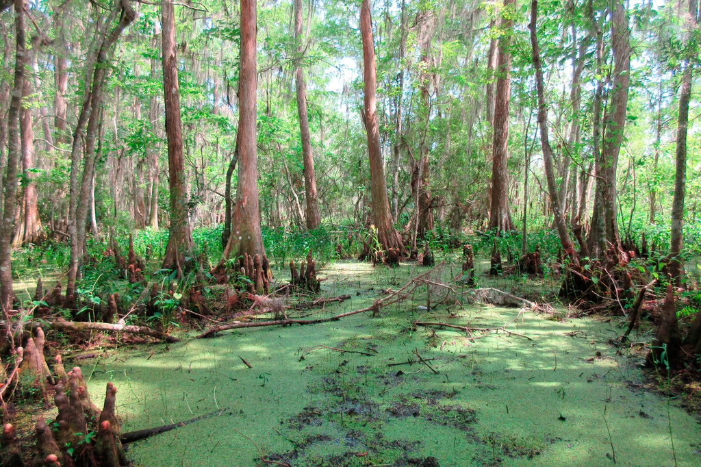 FILE - Cypress trees grow in a swamps in the Barataria Preserve, part of Jean Lafitte National Historical Park and Preserve in Marrero, La., June 3, 2018. (AP Photo/Beth J. Harpaz, File)
