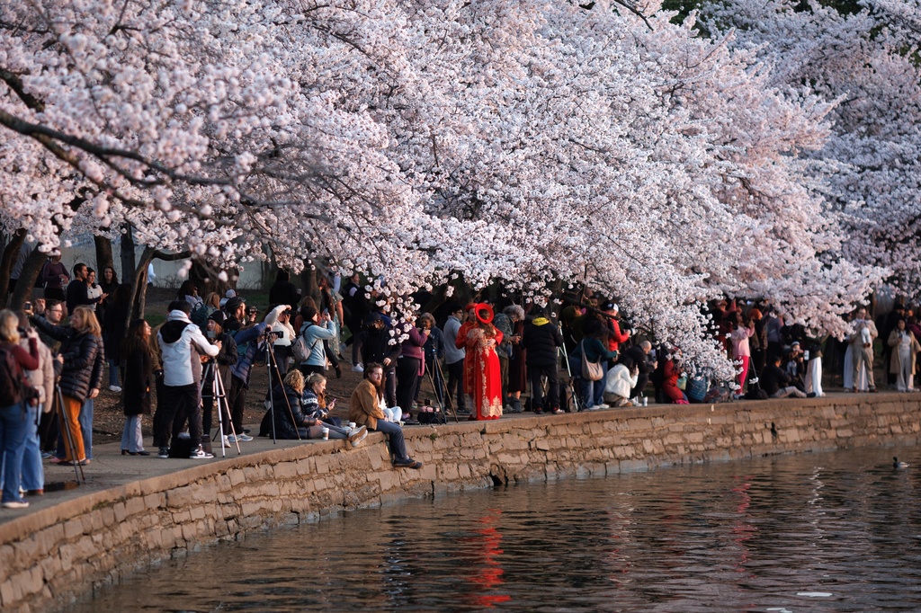 Visitors gather to watch sunrise among the cherry blossom trees along the tidal basin on the National Mall on Thursday, March 26, 2026, in Washington. (AP Photo/Tom Brenner)