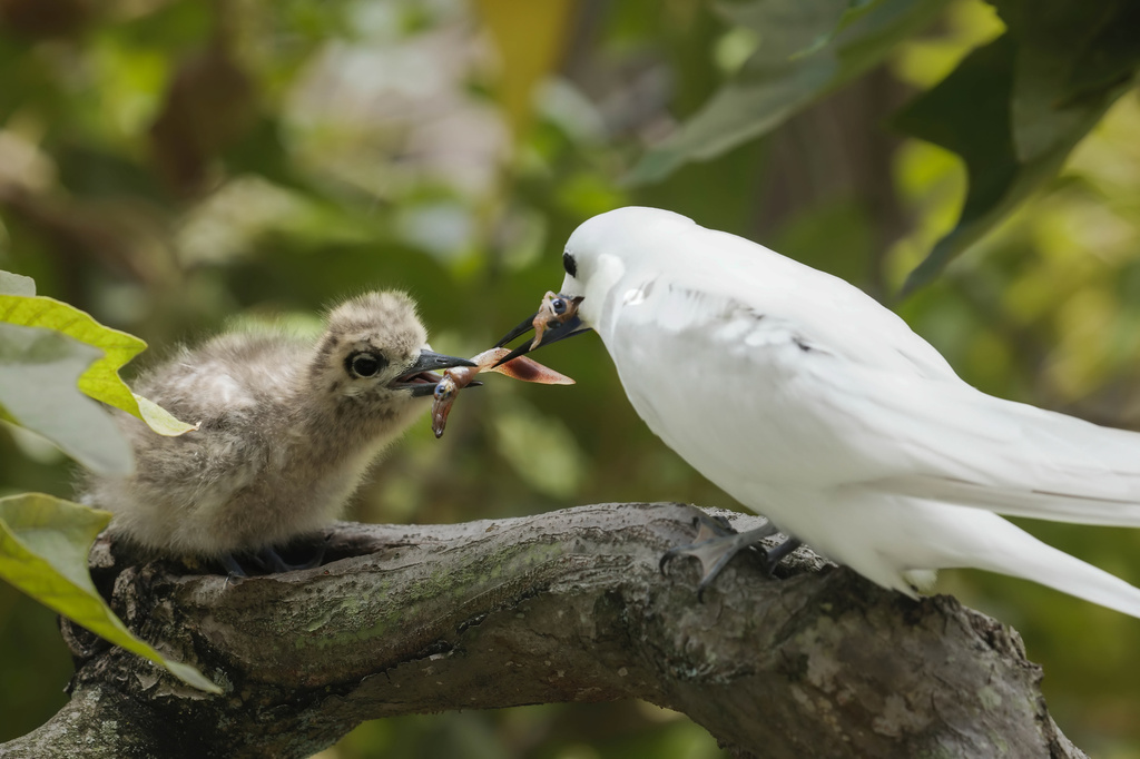 A white tern parent feeding her 3 week-old chick some squid on the University of Hawaii at Manoa campus, Jan. 18, 2022, in Honolulu. (Melody Bentz via AP)