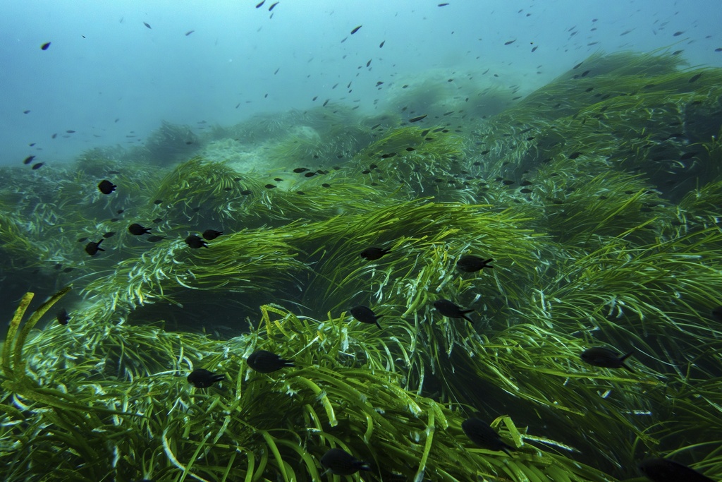 FILE - Fish swim in the protected area of France's Port-Cros National Park ahead of the U.N. Ocean Conference, June 7, 2025, (AP Photo/Annika Hammerschlag, File)