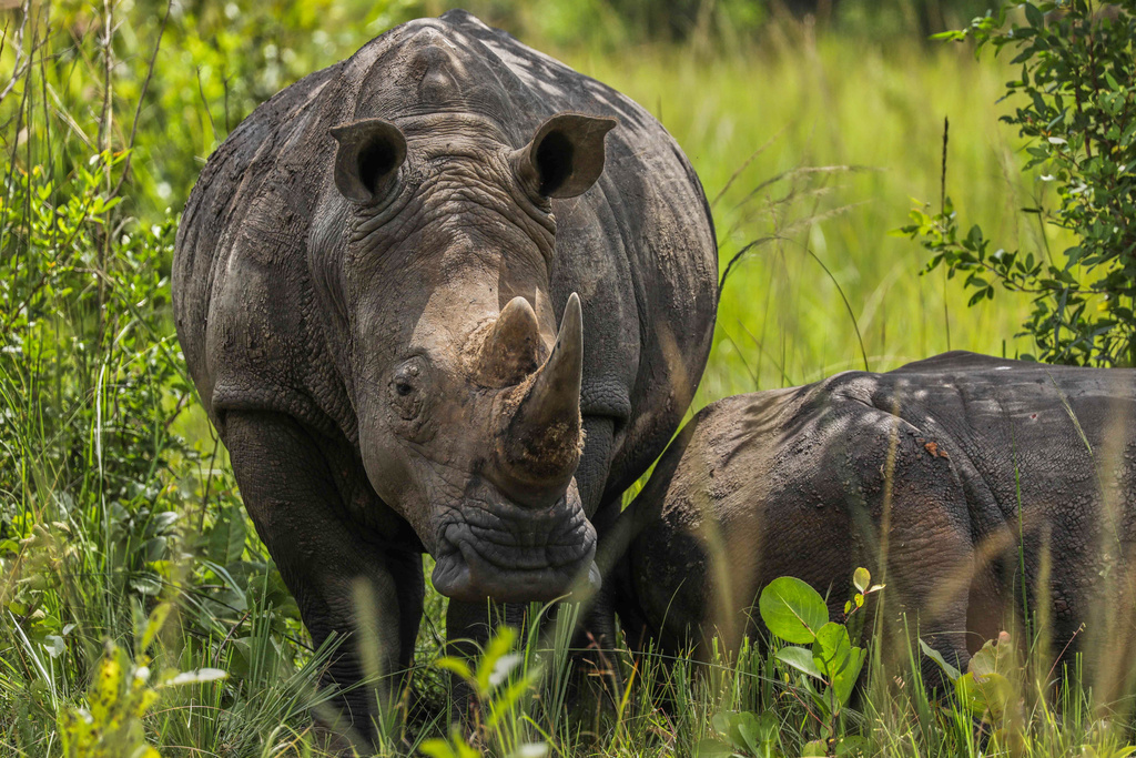 Two rhinos rest under a tree at the Ziwa Rhino Sanctuary, northwest of Nakasongola, Uganda, Monday, Sept. 22, 2025. (AP Photo/Hajarah Nalwadda)