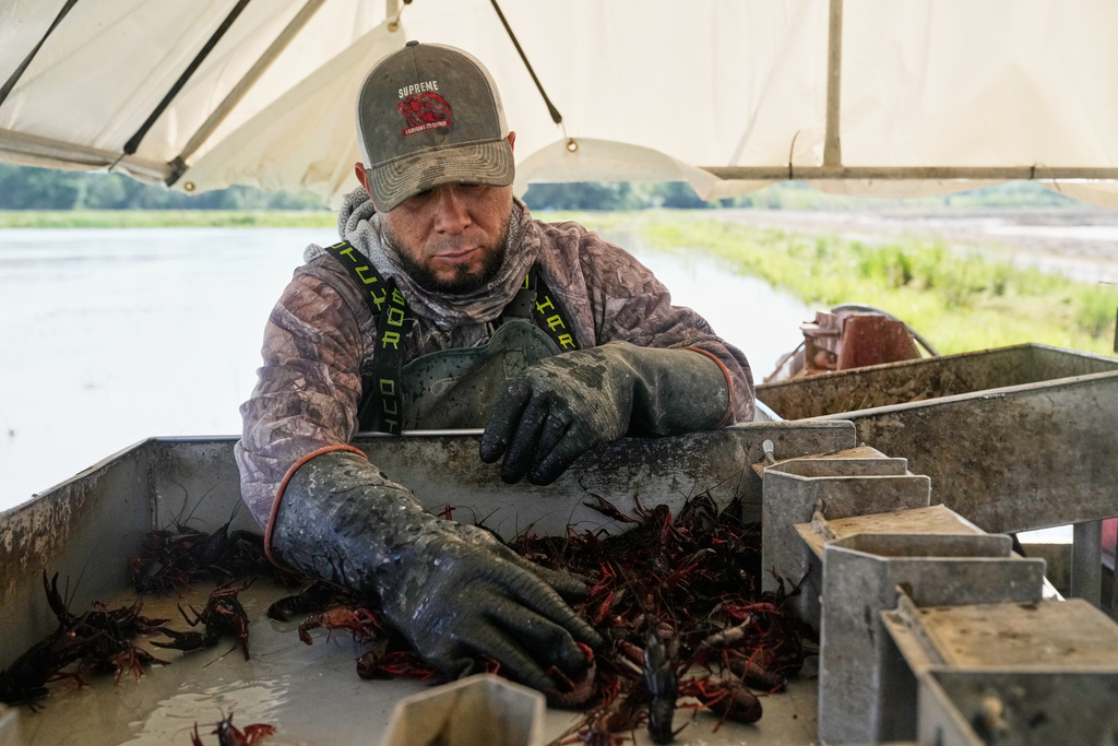 Juan Antonio harvests crawfish traps in a crawfish pond in Crowley, La., Thursday, March 19, 2026. (AP Photo/Gerald Herbert)
