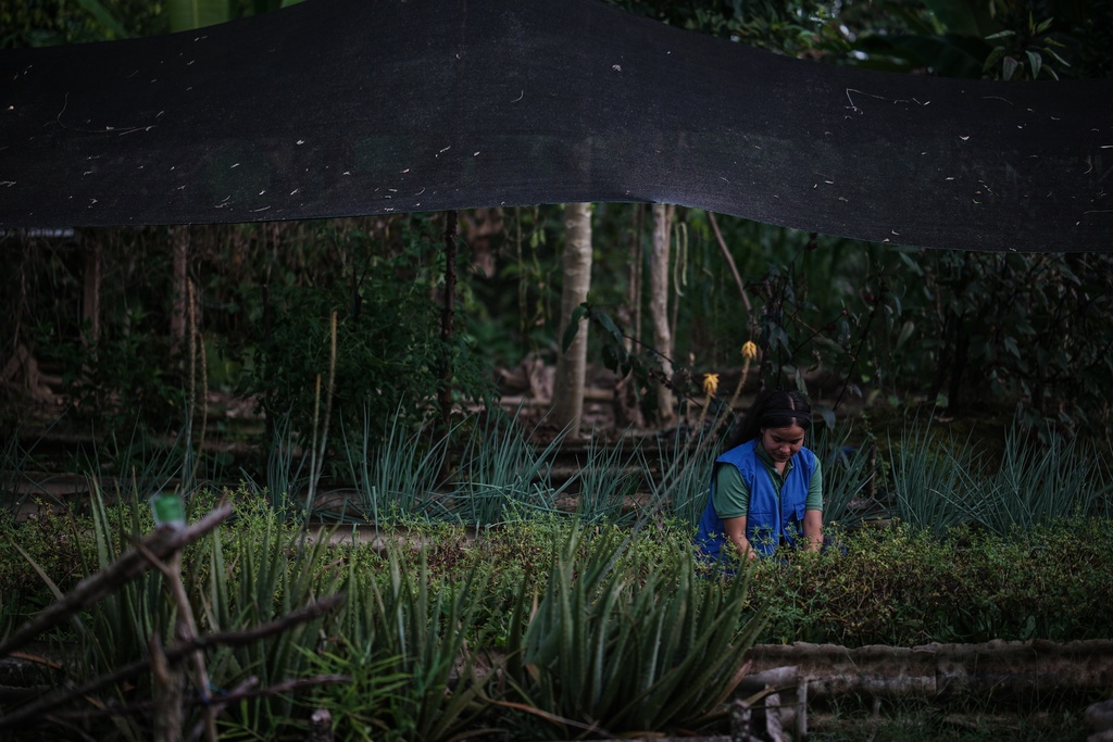 A woman organizes the crops of one of the community's sustainable projects on the outskirts of Puerto Asis, Colombia, Wednesday, Nov. 26, 2025. (AP Photo/Ivan Valencia)