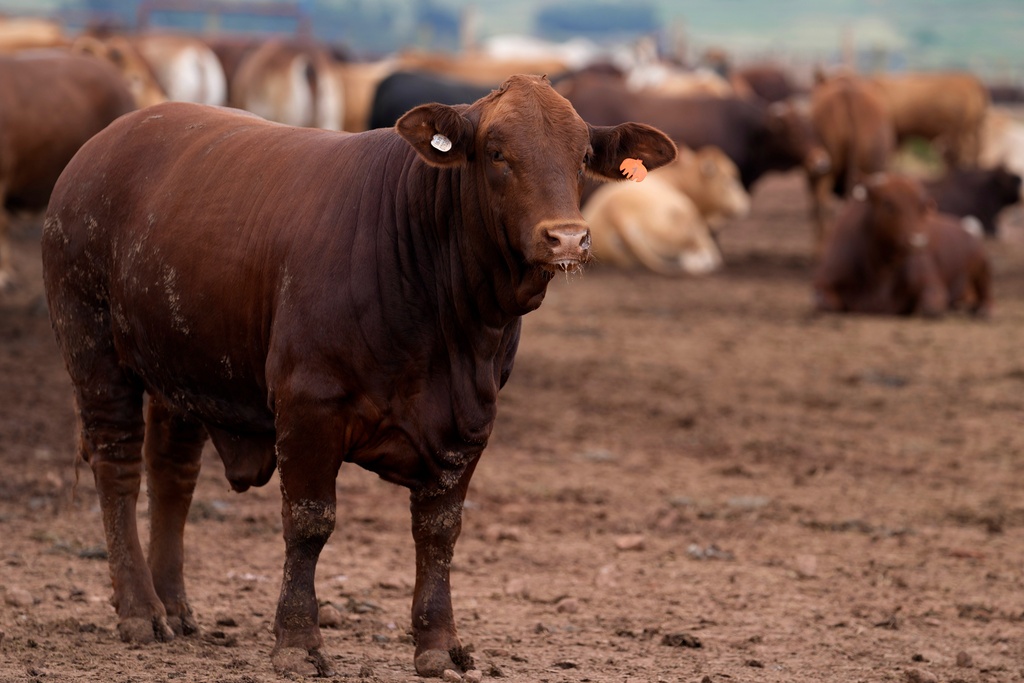 Cattle in the pen, at Karan Beef the country's largest red meat producers, in Heidelberg, south of Johannesburg, South Africa, Friday, Feb. 27, 2026. (AP Photo/Themba Hadebe)
