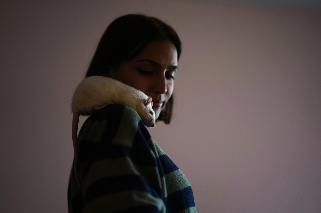 Dominique Verdier poses for a photo with Carlota, a former laboratory rat she adopted, in Buenos Aires, Argentina, Friday, May 15, 2026. (AP Photo/Natacha Pisarenko)