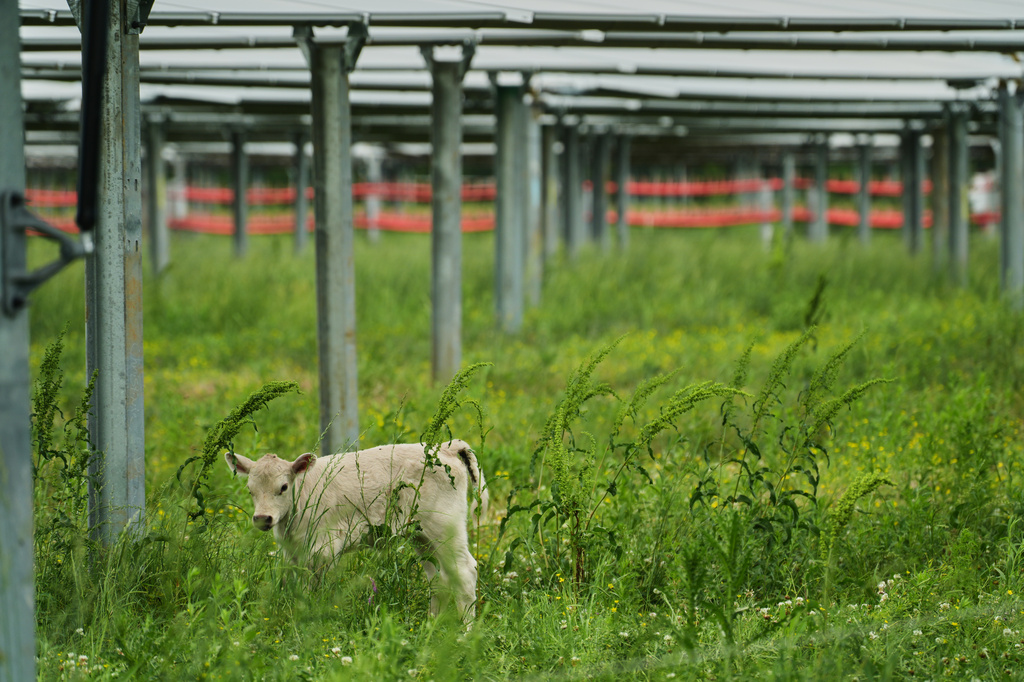 A calf stands under solar panels Tuesday, April 28, 2026, in Christiana, Tenn. (AP Photo/Joshua A. Bickel)