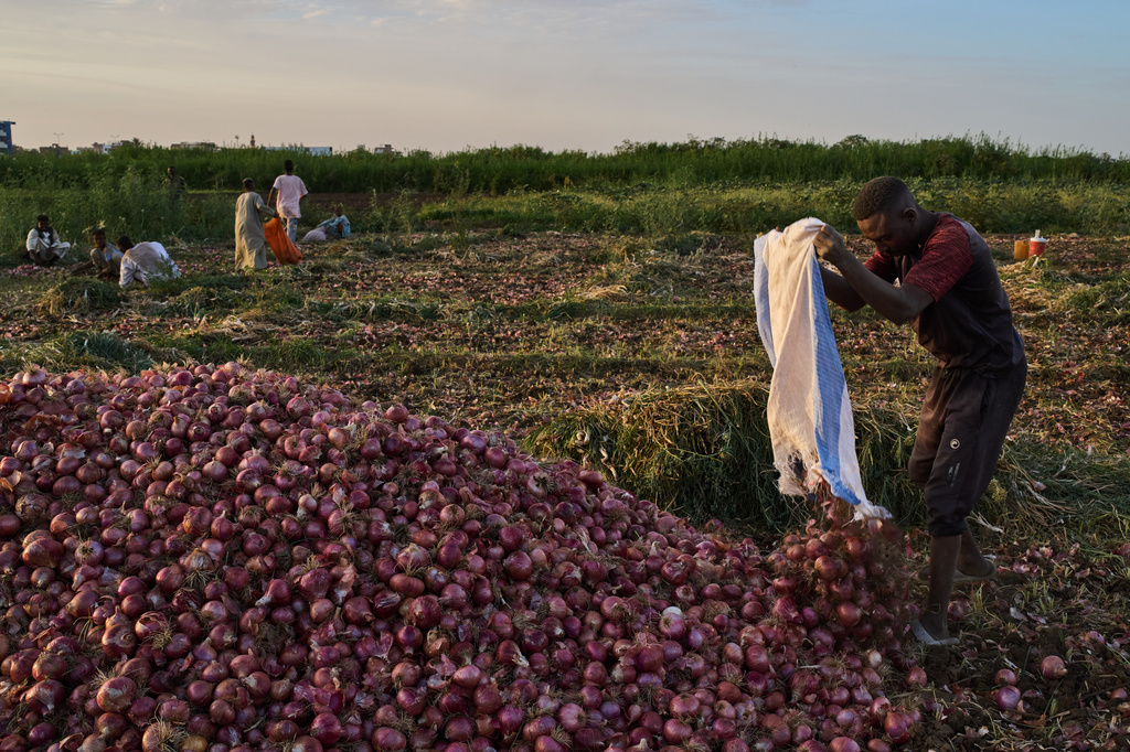 A farmer collects onions after harvest in Omdurman, Sudan, Saturday, April 25, 2026.(AP Photo/Bernat Armangue)