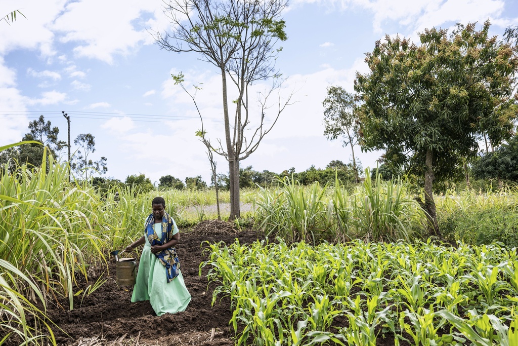 Filesi Topola is seen on her farm in Mulanje, southern Malawi, Tuesday, July 29, 2025. (AP Photo/Thoko Chikondi)