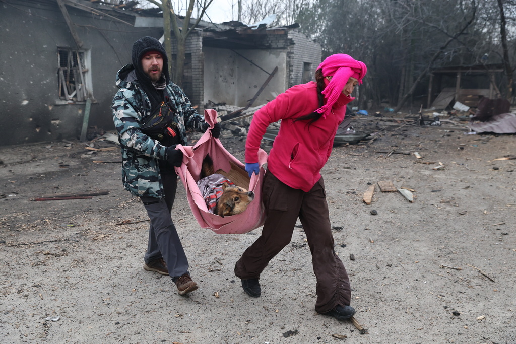 People evacuate wounded dogs after a Russian aerial strike hit a stray dog shelter in Zaporizhzhia, Ukraine, Friday, Feb. 6, 2026. (AP Photo/Kateryna Klochko)