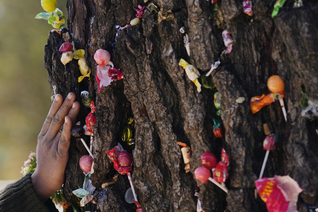 A woman prays at a tree that was struck by lightning years ago and has since been considered sacred, at the General Cemetery in La Paz, Bolivia, Sunday, Aug. 31, 2025. (AP Photo/Juan Karita)