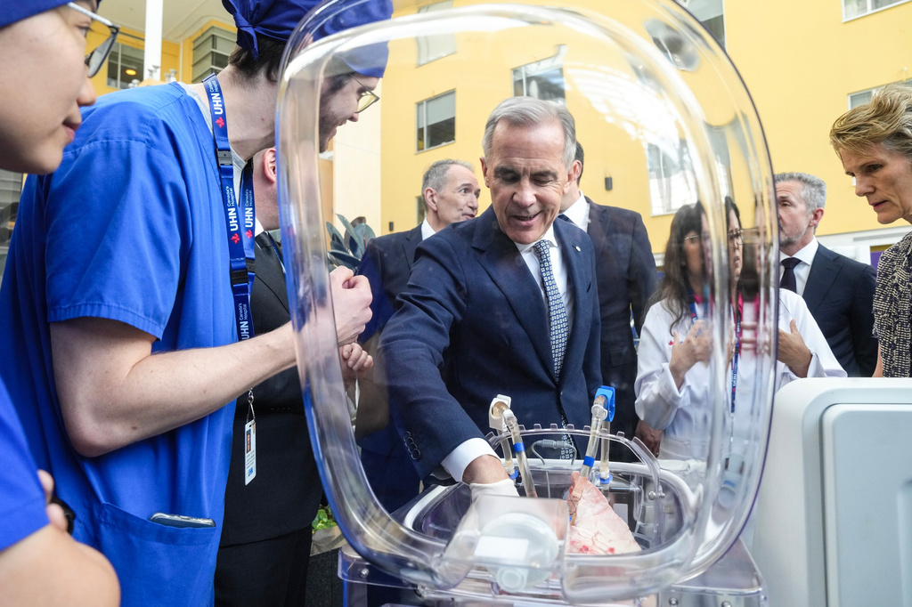 Prime Minister Mark Carney inspects a pig's lungs during an AI demonstration as they visit Toronto General Hospital on Thursday, June 4 2026. (Chris Young /The Canadian Press via AP)