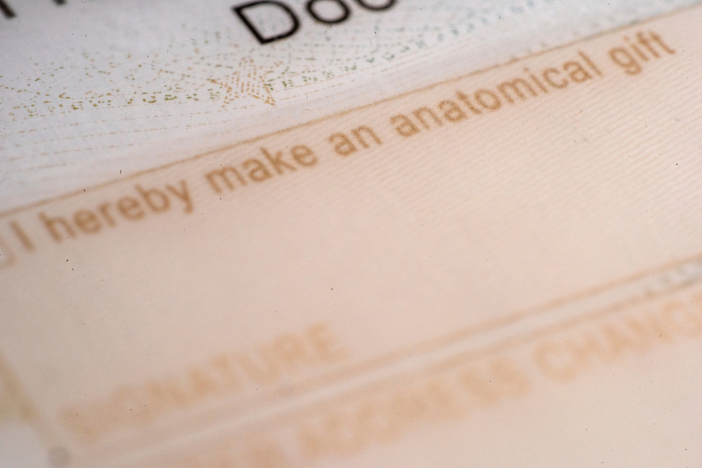 FILE - The organ donor entry on the back of a driver license is photographed in New York, Oct. 25, 2024. (AP Photo/Patrick Sison, File)