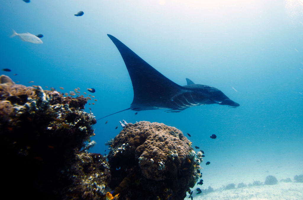 FILE - A manta ray swims in the water near Raja Ampat islands, Indonesia, Oct. 18, 2011. (AP Photo/Herman Harsoyo, File)