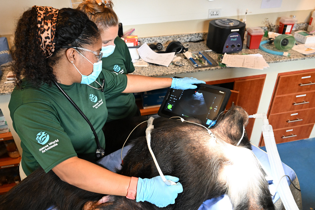 In this handout photo released by Humane World for Animals, a chimpanzee formerly used in research receives a comprehensive health check at a retirement sanctuary for chimpanzees, in Bapakwali, Liberia, on Aug. 25, 2026. (Humane World for Animals via AP)