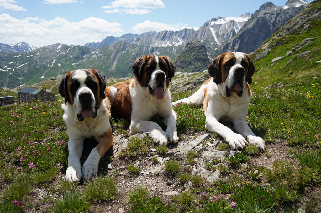 St. Bernard dogs from the Barry foundation lie in the hills at the St. Bernard Pass, Switzerland, Monday, June 22, 2026. (AP Photo/Jez Fielder)