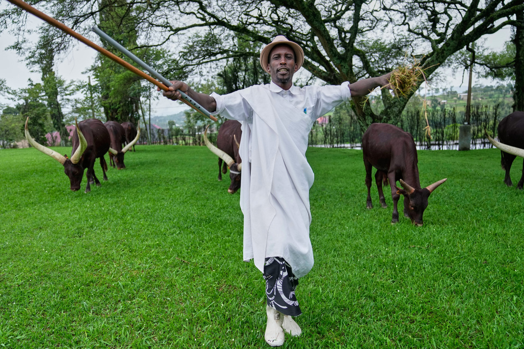 Herdsman Kanamugire Anastase sings traditional poetry to a herd of royal cattle, known as Inyambo, as they graze at the King's Palace Museum in Nyanza, Rwanda, Saturday, March 21, 2026. (AP Photo/Brian Inganga)