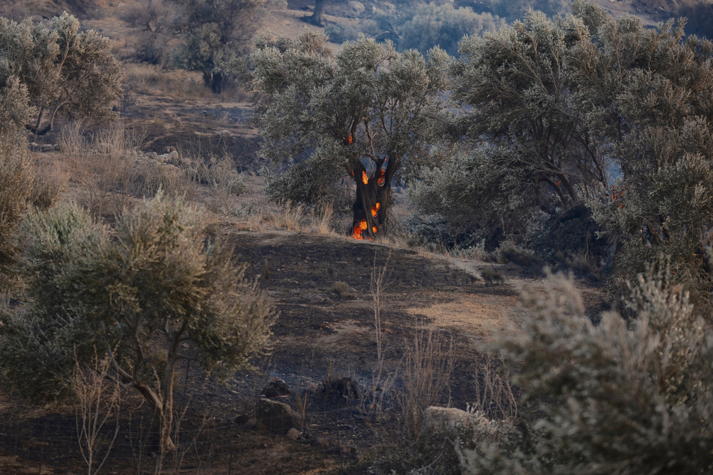 Flames burn an olive tree during a wildfire in the Rethymno region on the southern Greek island of Crete, Wednesday, July 29, 2026, where two firefighters died while battling the blaze. (AP Photo/Giannis Angelakis)