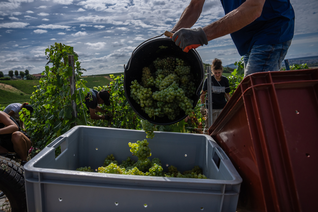 A grape-picker puts Chardonnay grapes into a crate on a plot of the Gobillard vineyard in Hautvillers, Champagne region, France, Tuesday, Aug. 18, 2026. (AP Photo/Aurelien Morissard)