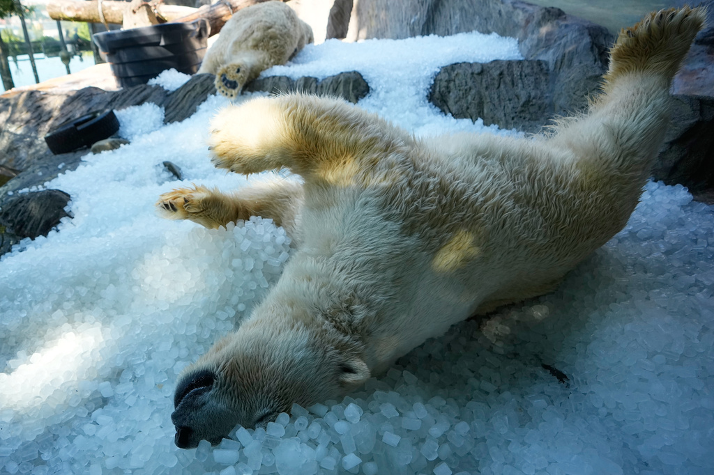 Polar bears cool down on a pile of ice that was brought to theirs enclosure on a hot and sunny day at the Zoo in Prague, Czech Republic, Thursday, July 30, 2026. (AP Photo/Petr David Josek)