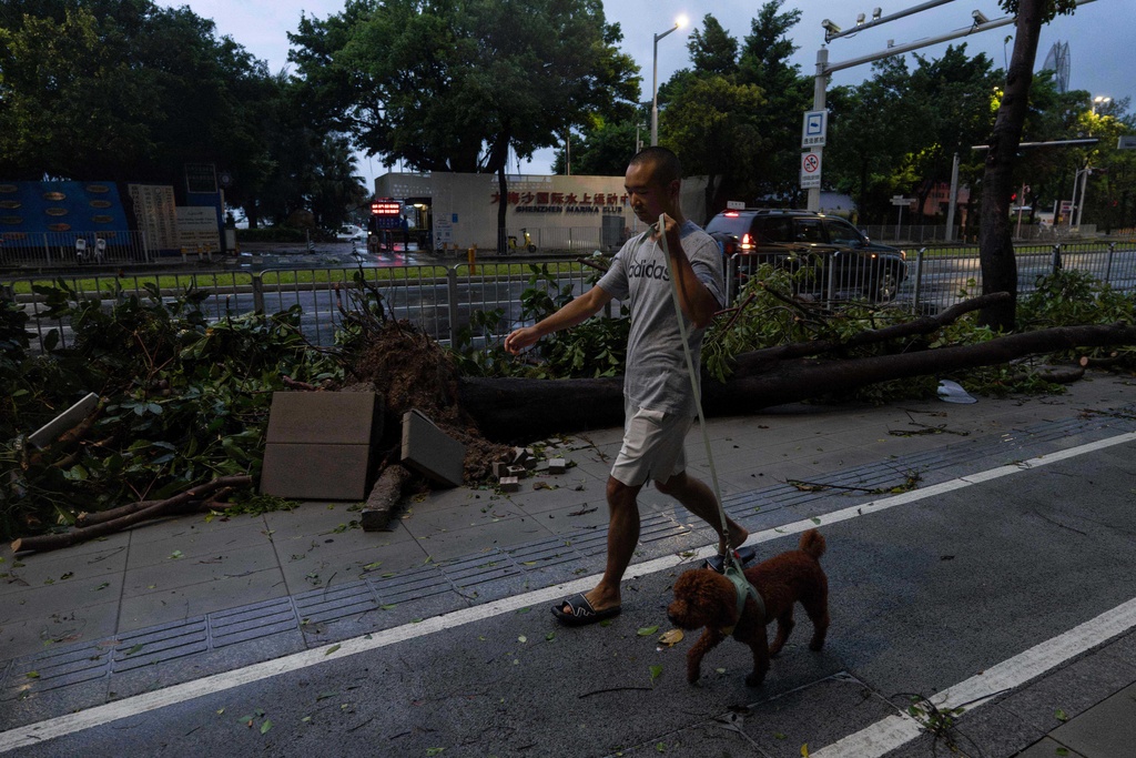 A man walks his dog near a uprooted tree in the aftermath of Super Typhoon Ragasa in Shenzhen in southern China's Guangdong province on Wednesday, Sept. 24, 2025. (AP Photo/Ng Han Guan)