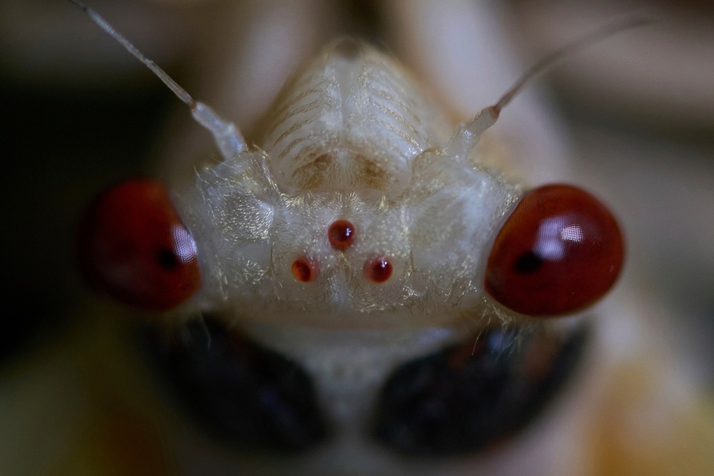 An adult periodical cicada, in the process of shedding its nymphal skin, is seen on May 20, 2025, in Cincinnati. (AP Photo/Carolyn Kaster, File)