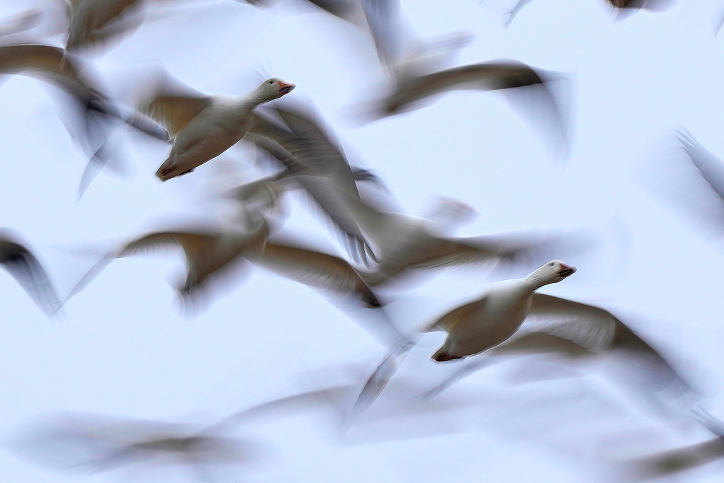 Snow geese resume their annual northern migration after a stopover at the Middle Creek Wildlife Management Area, Friday, March 6, 2026, in Kleinfeltersville, Pa. (AP Photo/Robert F. Bukaty)