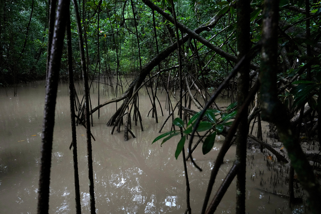 Mangrove area in the biodiversity conservation area of Cabo Orange, in Oiapoque, Amapa state, Brazil, Thursday, March 12, 2026. (AP Photo/Eraldo Peres)