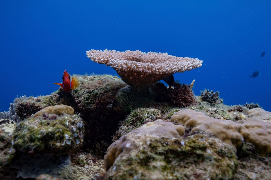 FILE - A clownfish swims at Havannah Harbour, off the coast of Efate Island, Vanuatu, July 20, 2025. (AP Photo/Annika Hammerschlag, File)