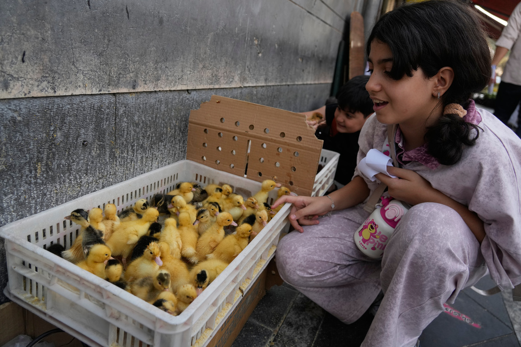A girl looks at ducklings displayed by a street vendor in Tehran, Iran, Monday, Aug. 10, 2026. (AP Photo/Vahid Salemi)