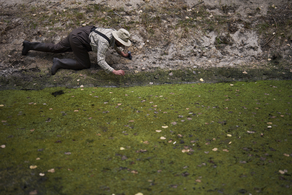 Herpetologist Bennet Hardy reaches for a red-legged froglet in a restoration pond that is part of a cross-border effort to bring back the native species in both Baja California, Mexico, and Southern California, Monday, Aug. 11, 2025, on a ranch outside of El Coyote, Mexico. (AP Photo/Gregory Bull)