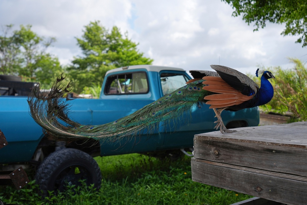 A peacock alights next to a pickup truck at Mack's Fish Camp, a family-owned airboat tour business and campground on the Eastern edge of the Everglades, May 28, 2025, near Miramar, Fla. (AP Photo/Rebecca Blackwell, File)