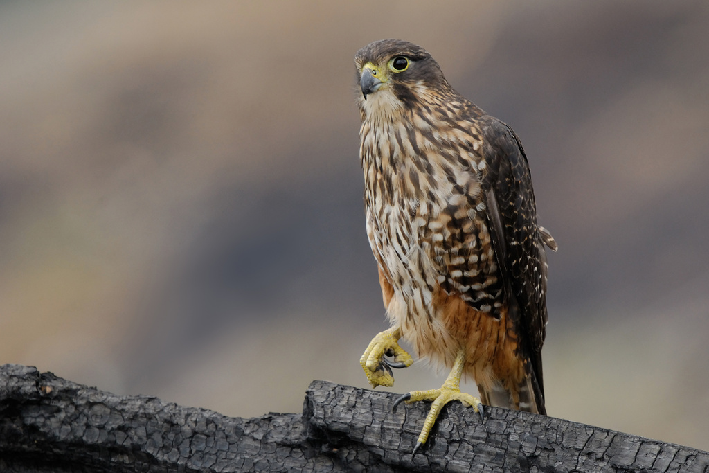 A karearea or New Zealand falcon is pictured in Fiordland National Park in New Zealand, on Jan. 4, 2011. (Craig McKenzie via AP)