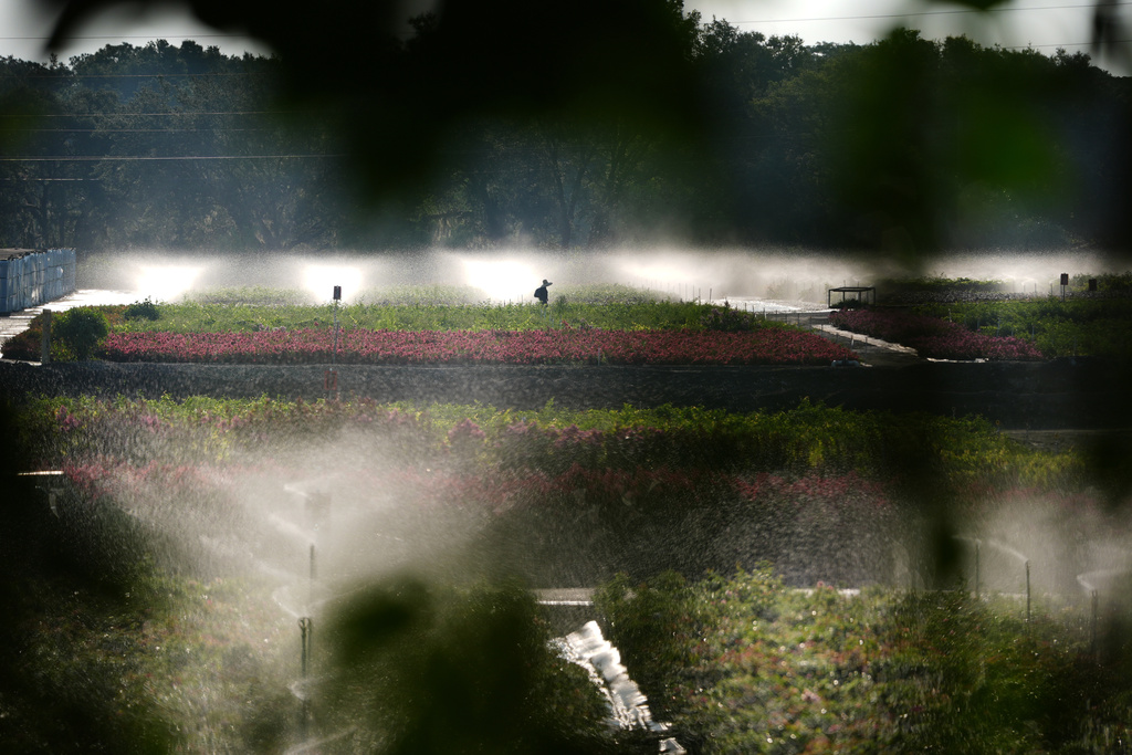 A worker walks past irrigation sprinklers watering flowers and plants in a nursery in Apopka, Fla., where migrants often find work in the agricultural sector, Thursday, Aug. 21, 2025. (AP Photo/Rebecca Blackwell)