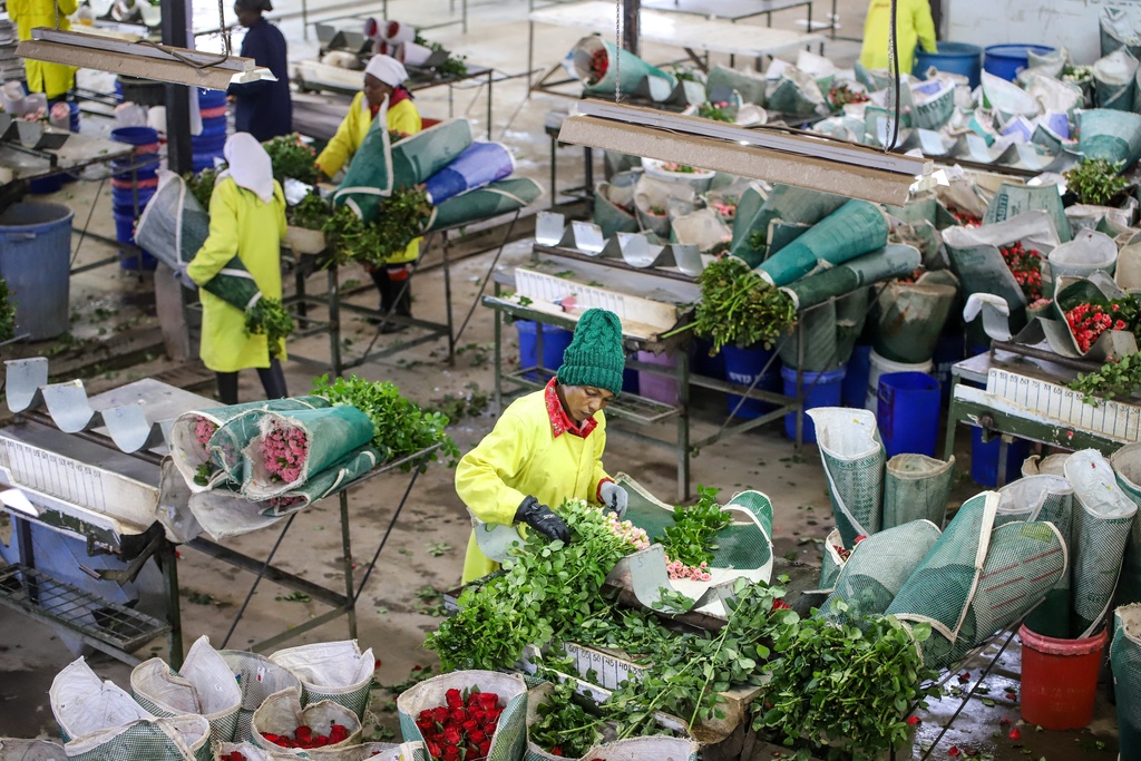 Norah Vutukha, 33, grades cut flowers meant for export at the Isinya Roses farm in Kajiado, Kenya, Tuesday. March 24, 2026, as Kenya's flower industry is losing up to $1.4 million a week as the Iran war cuts demand and disrupts shipping. (AP Photo/Patrick Ngugi)